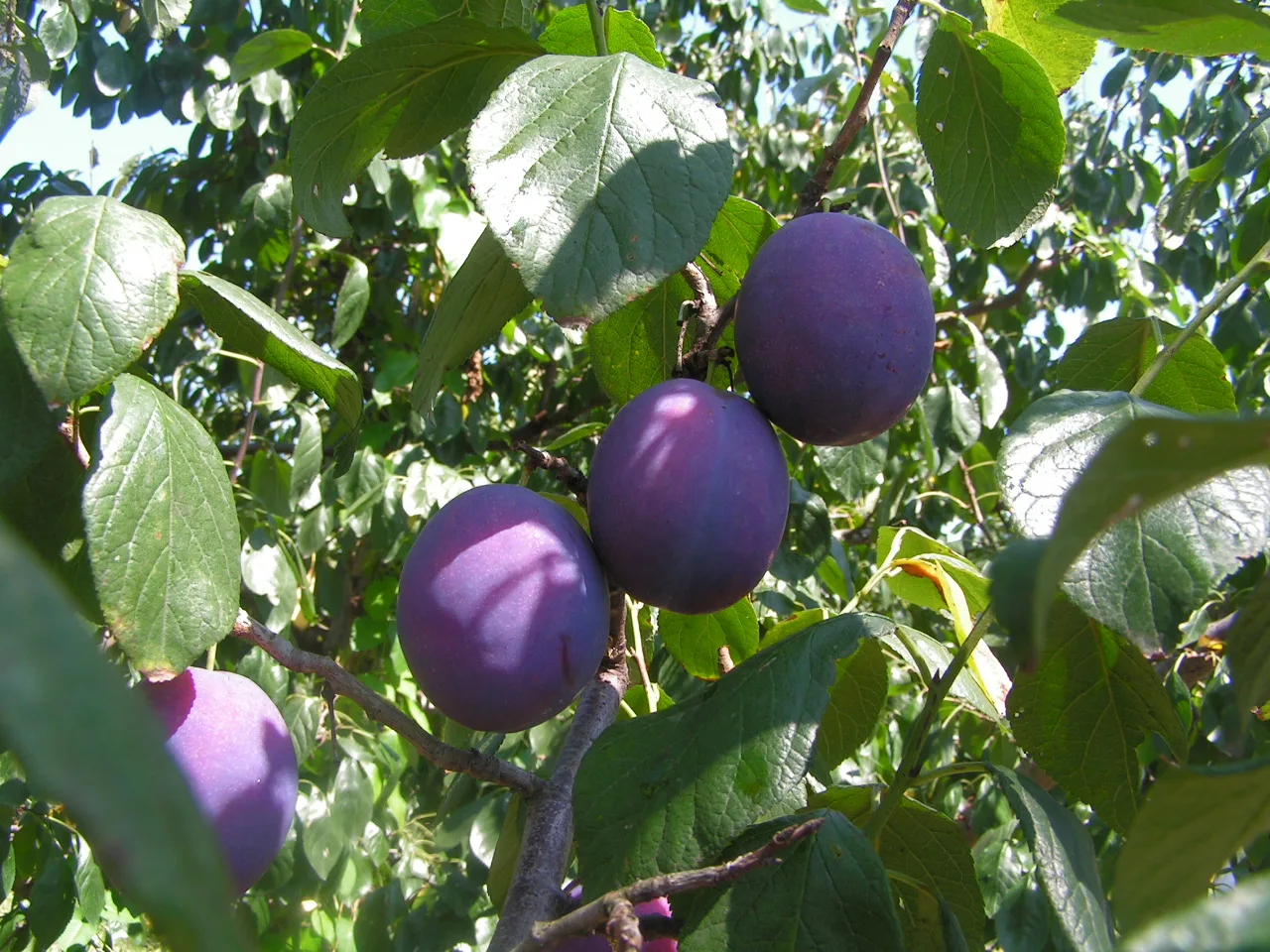 plum