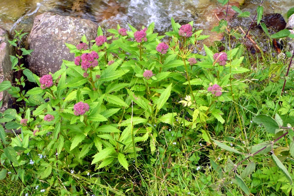 Hohe Fetthenne