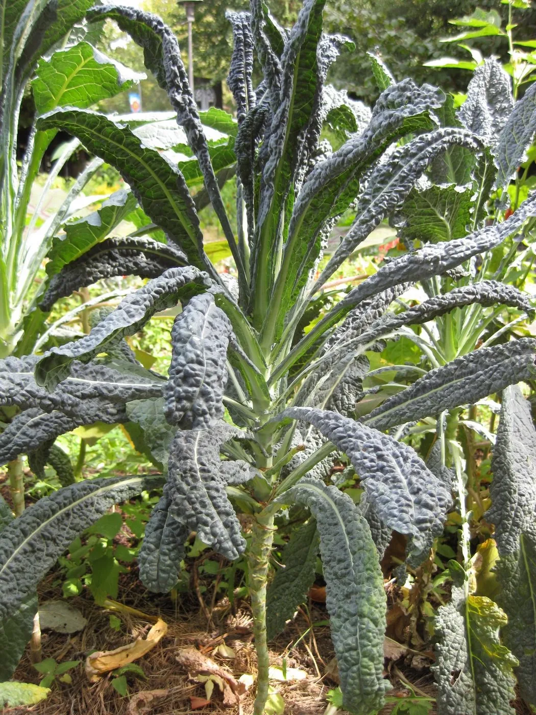 Palmkohl