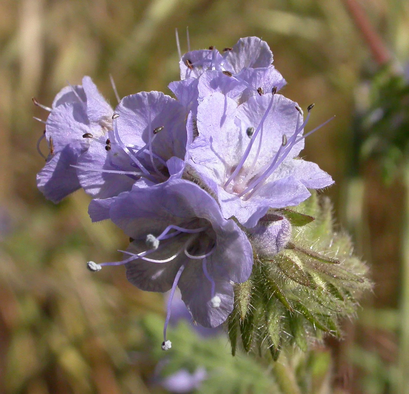 Phacelia