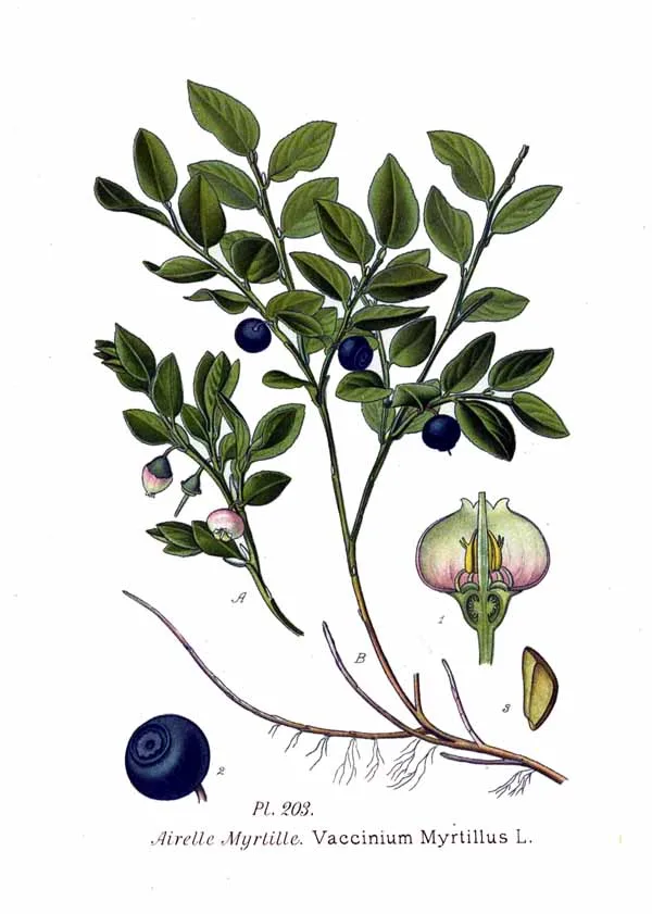 Blueberry