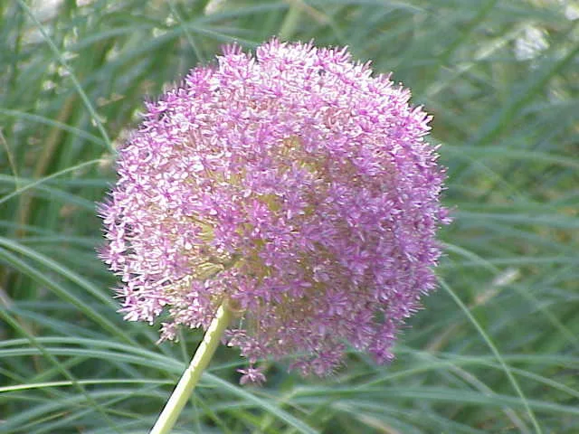 Zierlauch