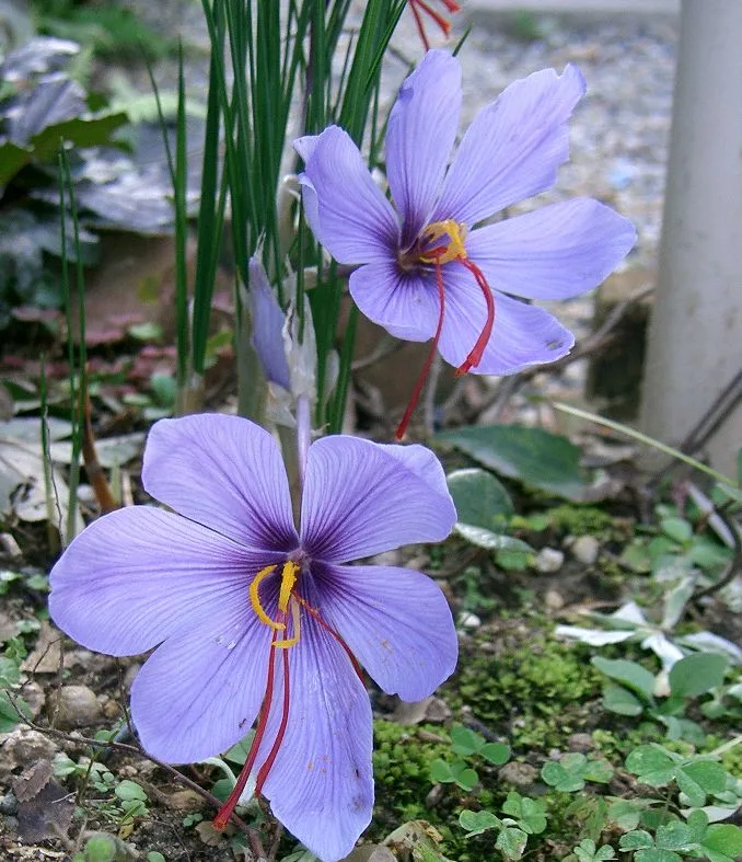 Safran-Krokus