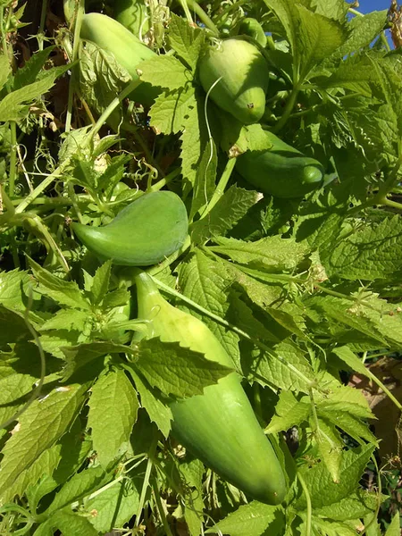 Inka-Gurke