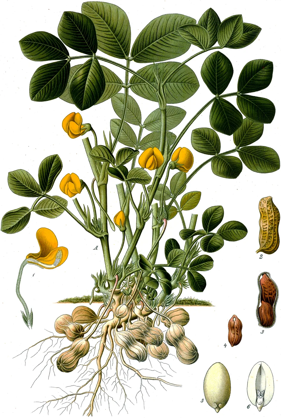Erdnuss