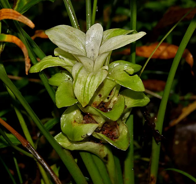 Kurkuma