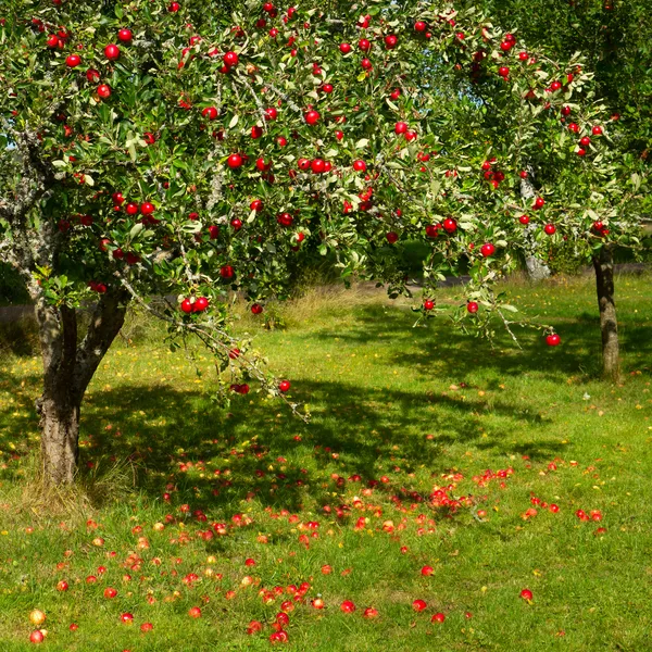Apfel