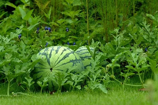 Wassermelone