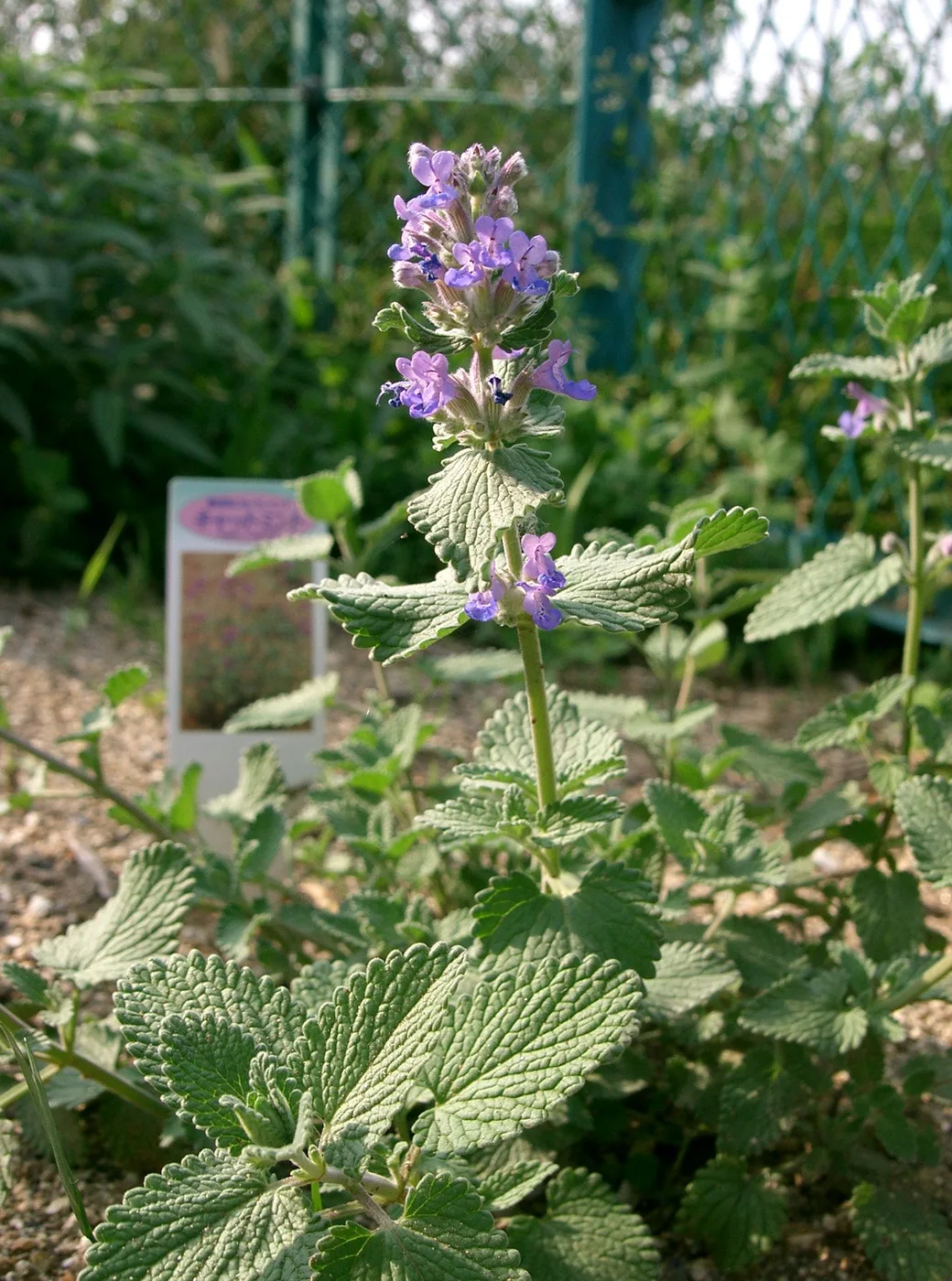 Garten-Katzenminze