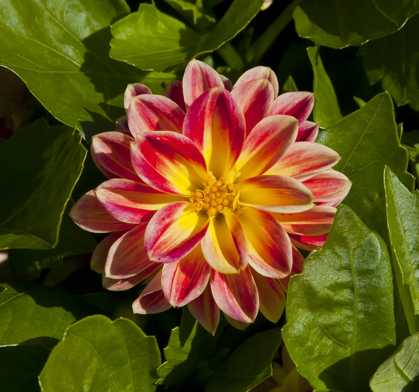 Dahlie
