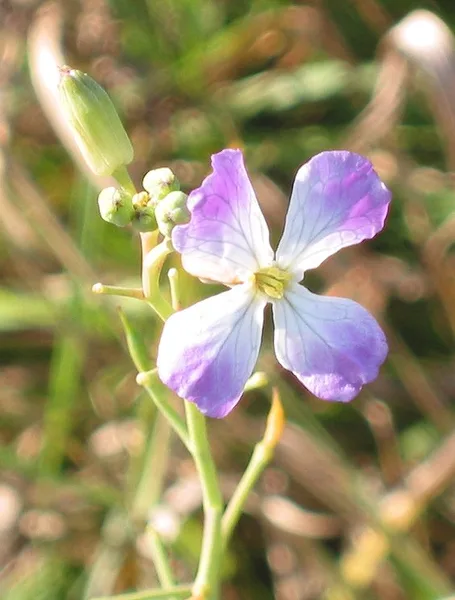 Ölrettich