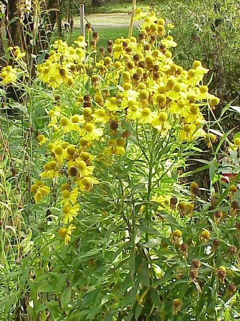 Sonnenbraut