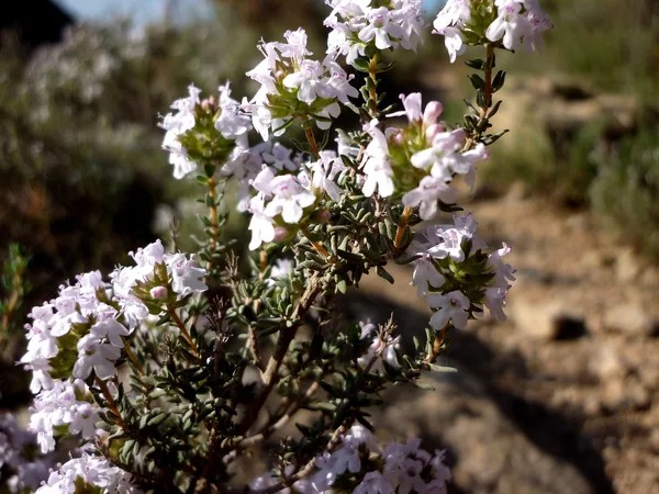 Thymian