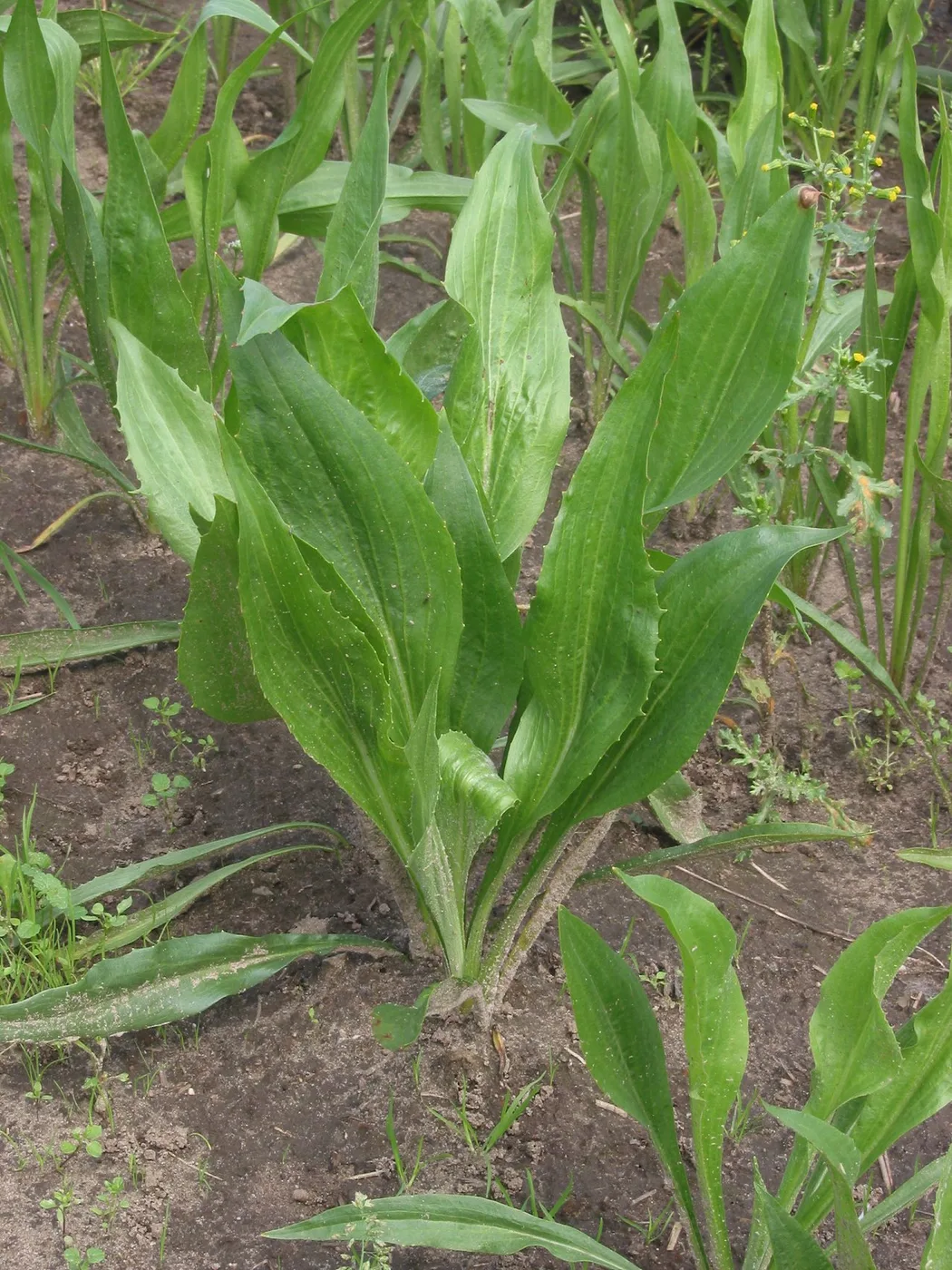 Schwarzwurzel