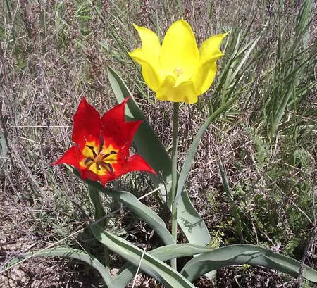Tulpe
