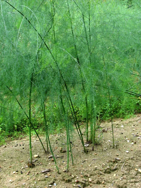 Spargel