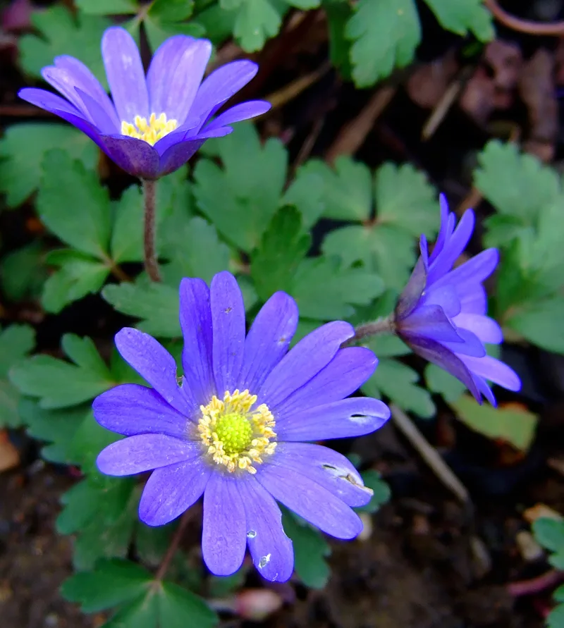 Strahlen-Anemone