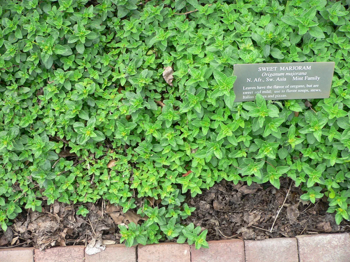 Majoran