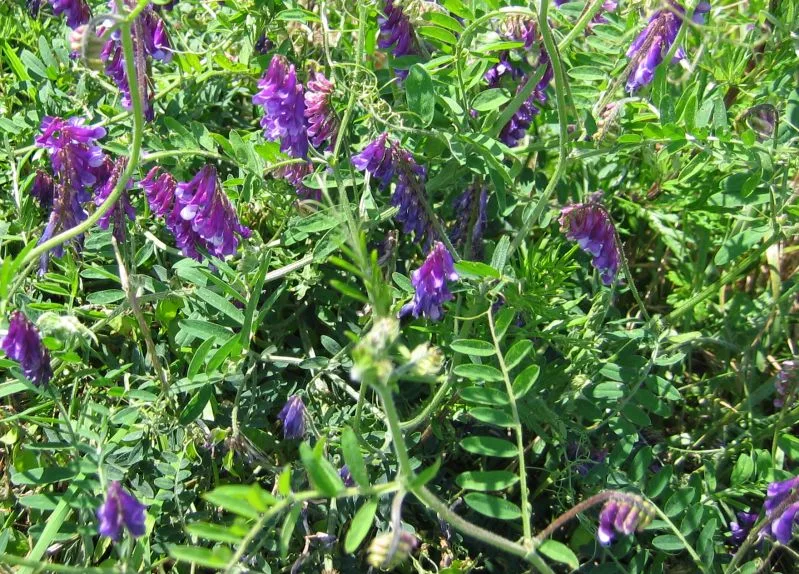 Zottelwicke