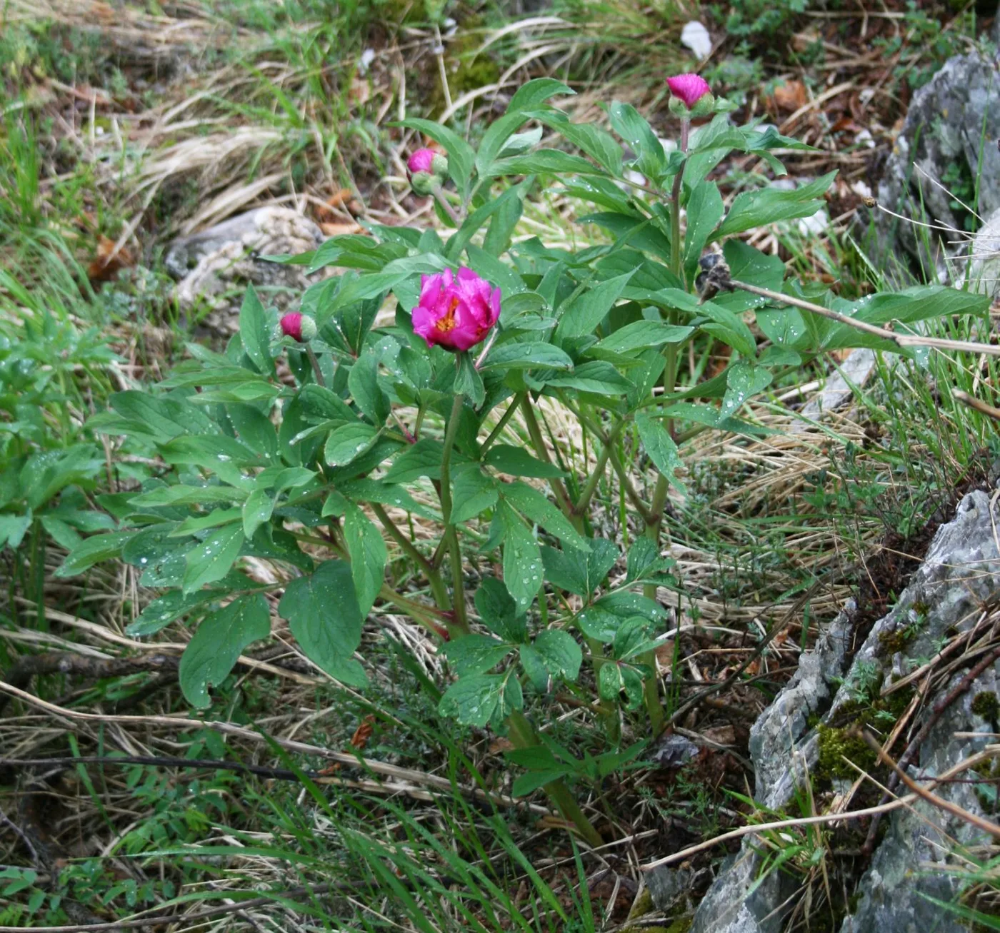 Pfingstrose