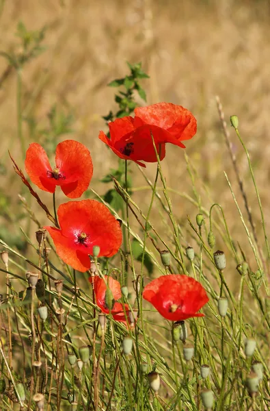 Klatschmohn