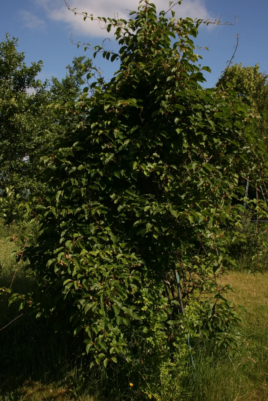 Kiwibeere