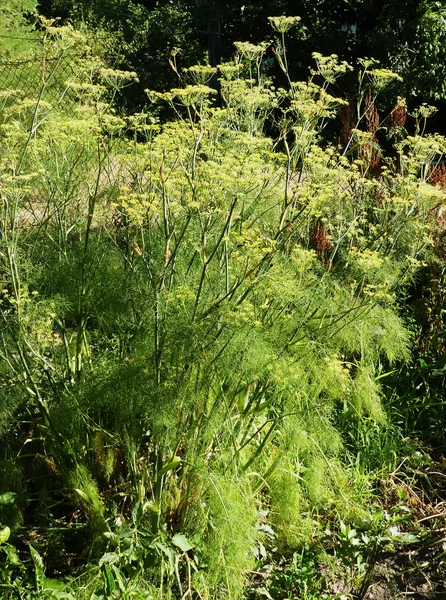 Gewürzfenchel