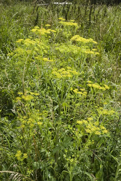 Pastinake