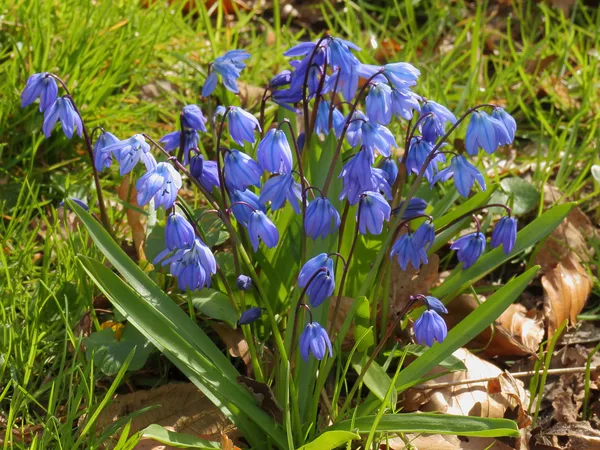 Blaustern