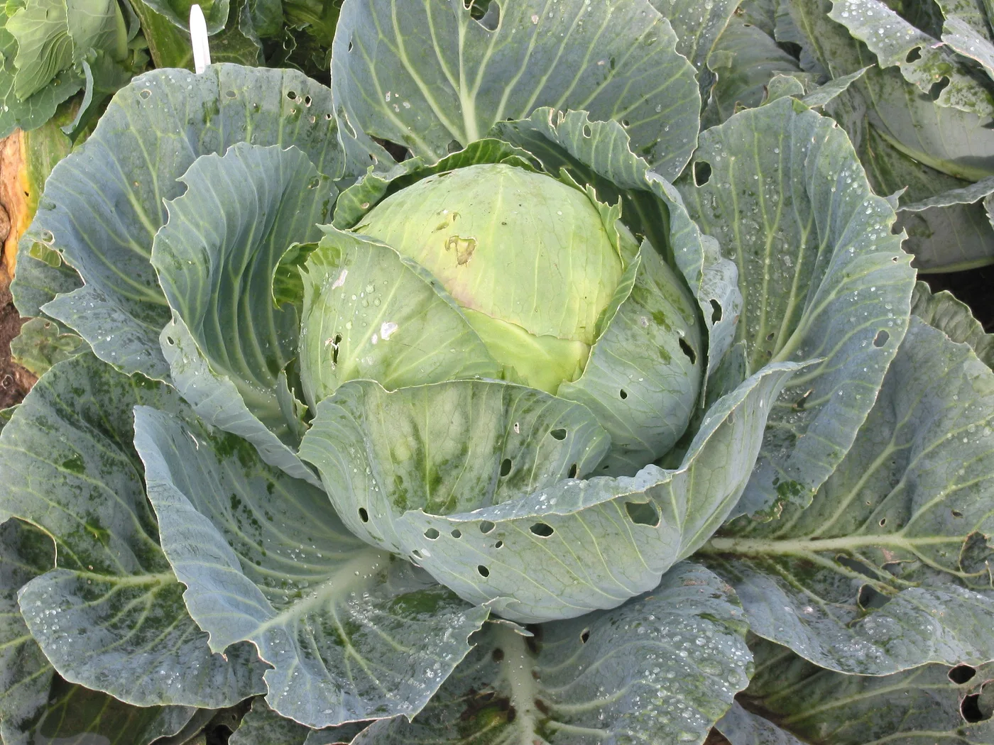 Weißkohl
