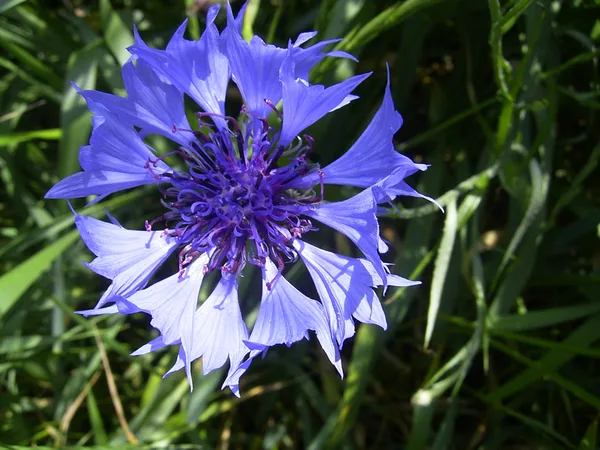 Kornblume