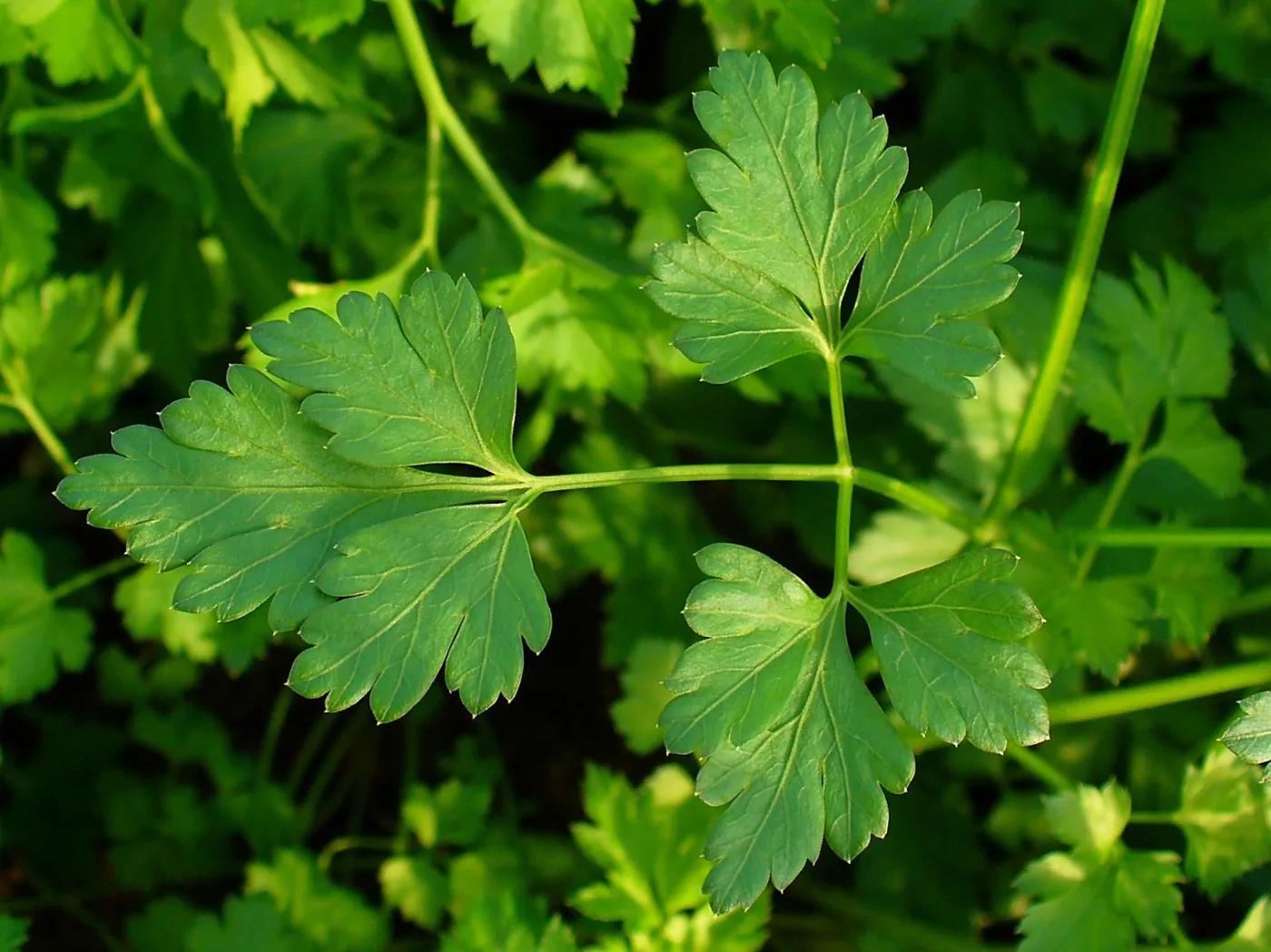 parsley