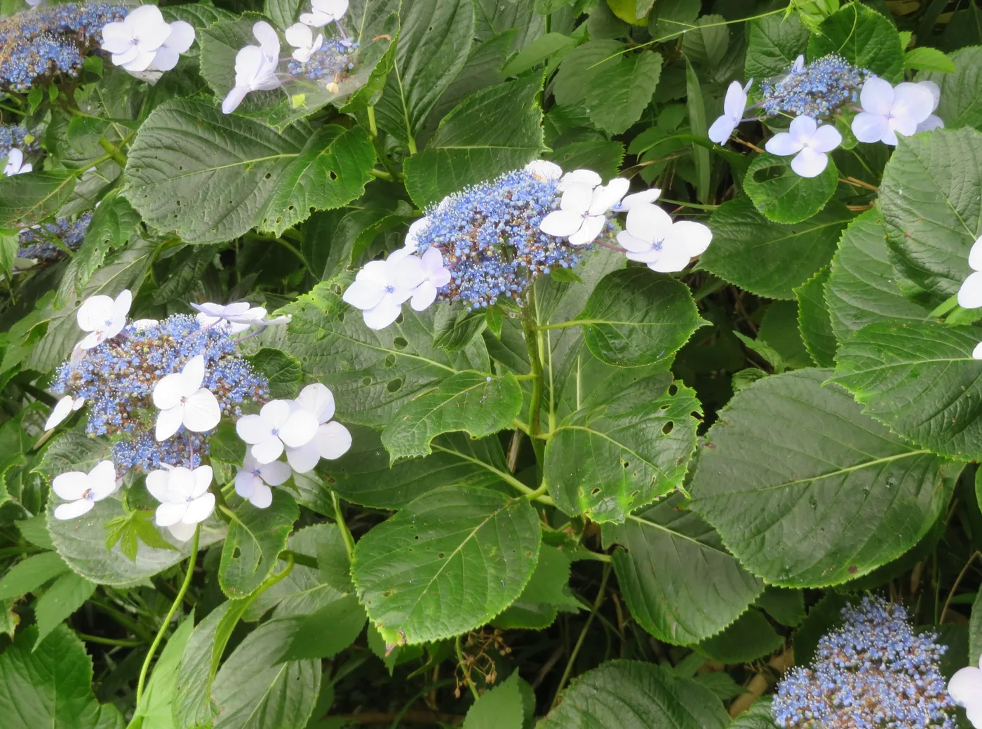 Bauernhortensie
