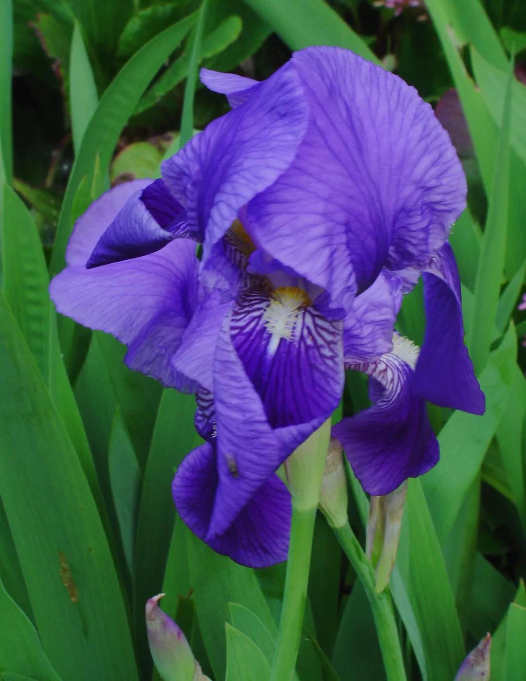 Bart-Iris