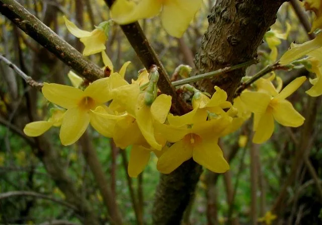 Forsythie