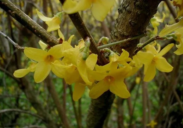 Forsythie