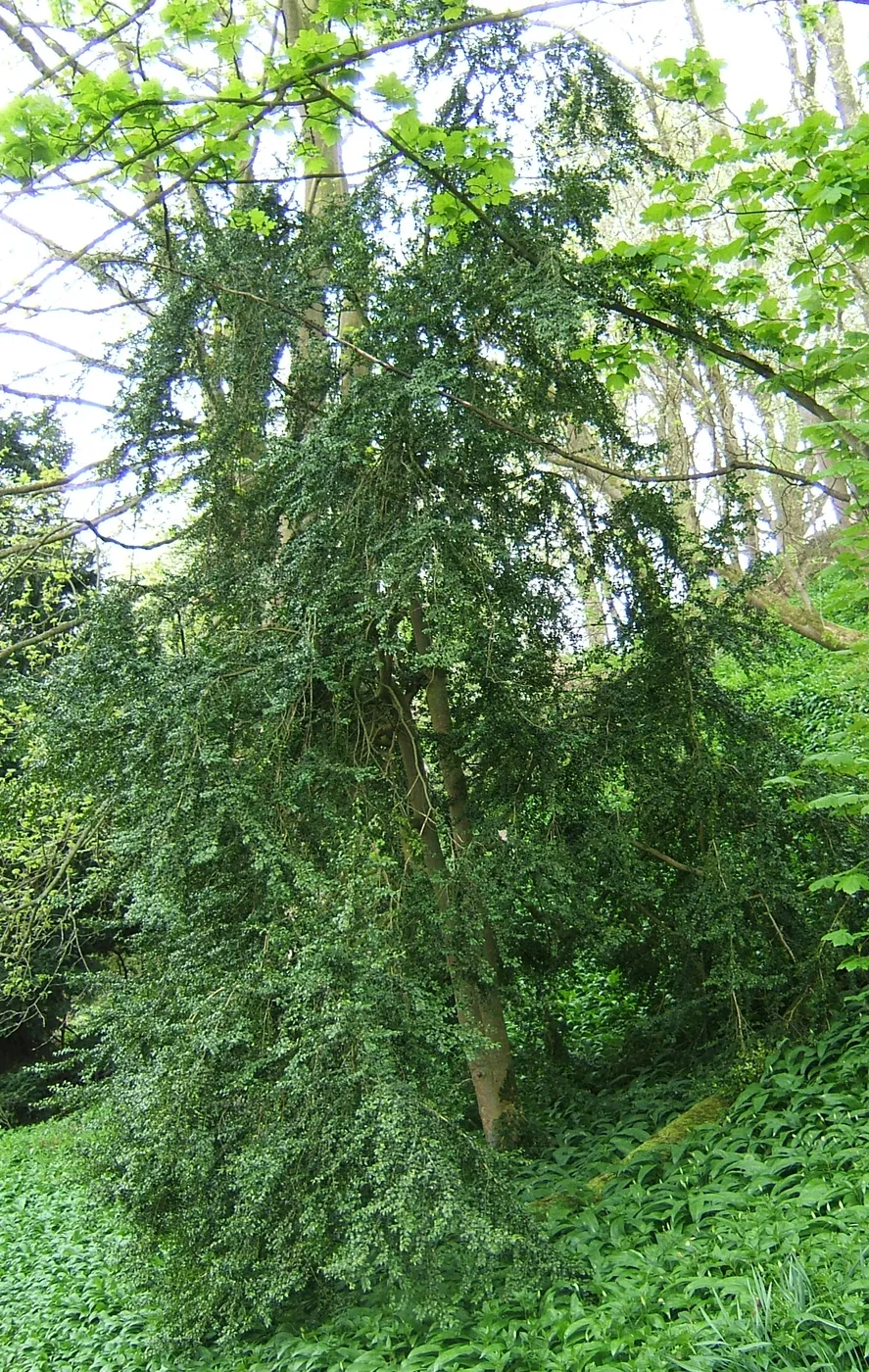 Buchsbaum