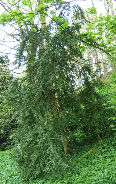 Buchsbaum
