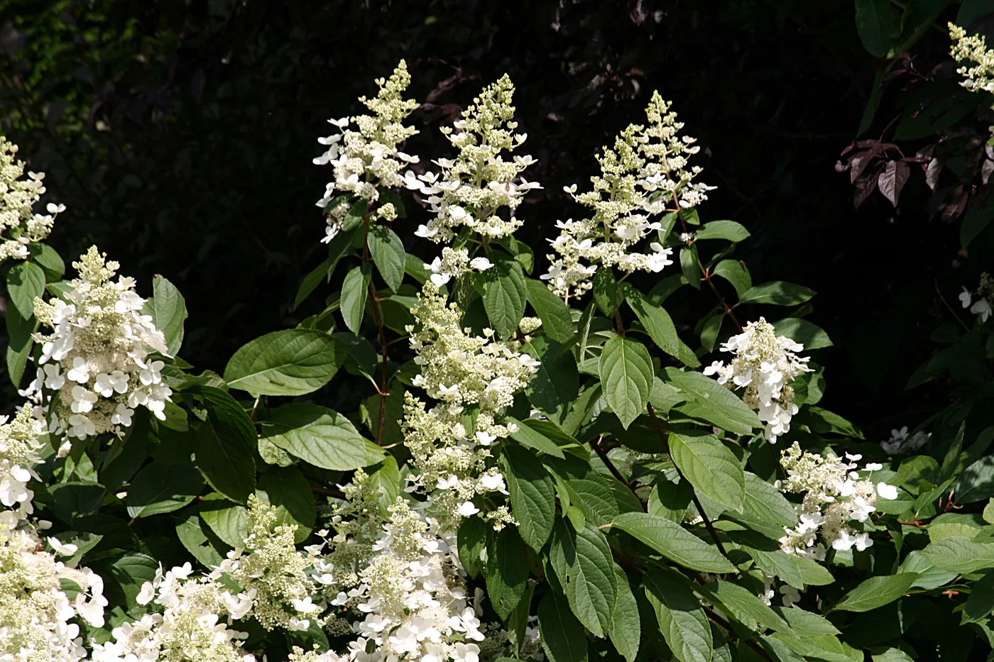 Rispenhortensie