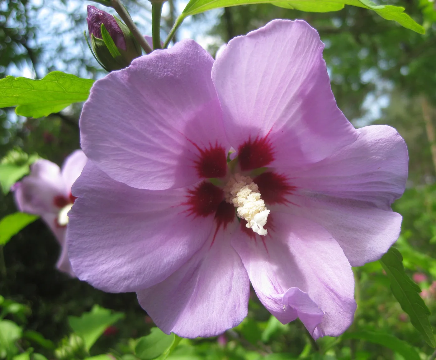 Garten-Hibiskus