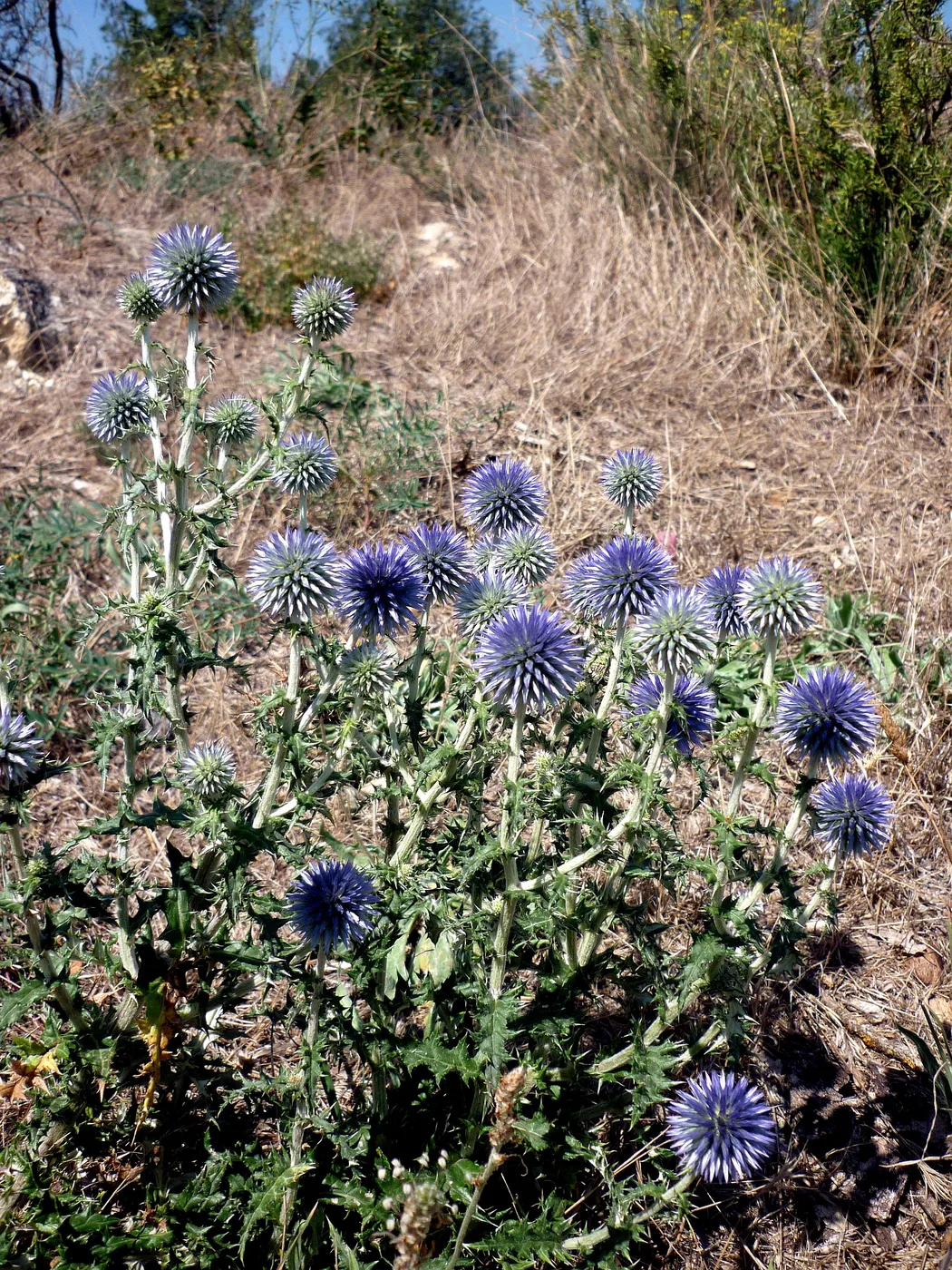 Kugeldistel