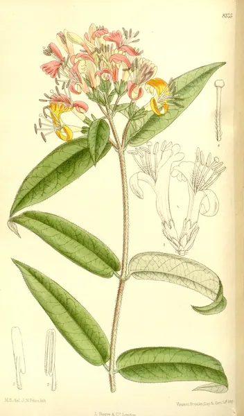 Immergrünes Geißblatt
