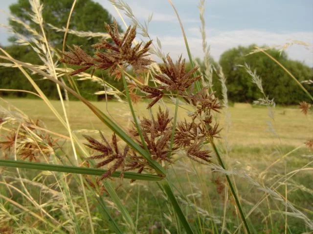 Hohes Zyperngras