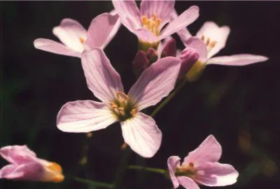 Wiesenschaumkraut