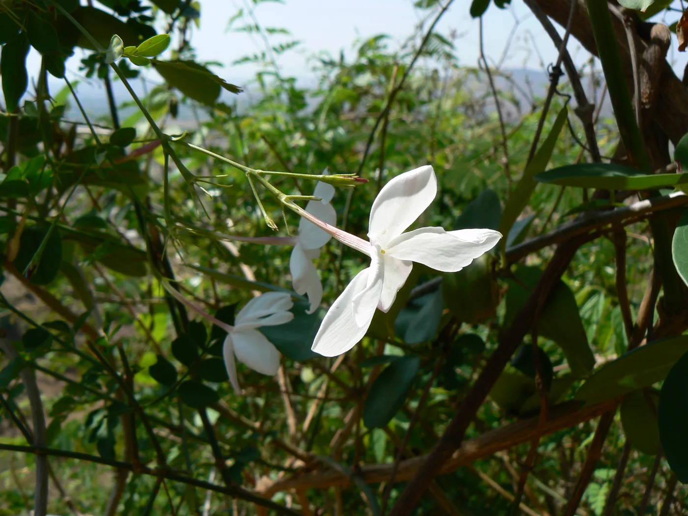 Echter Jasmin