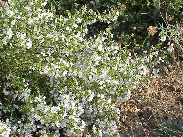 Bergbohnenkraut