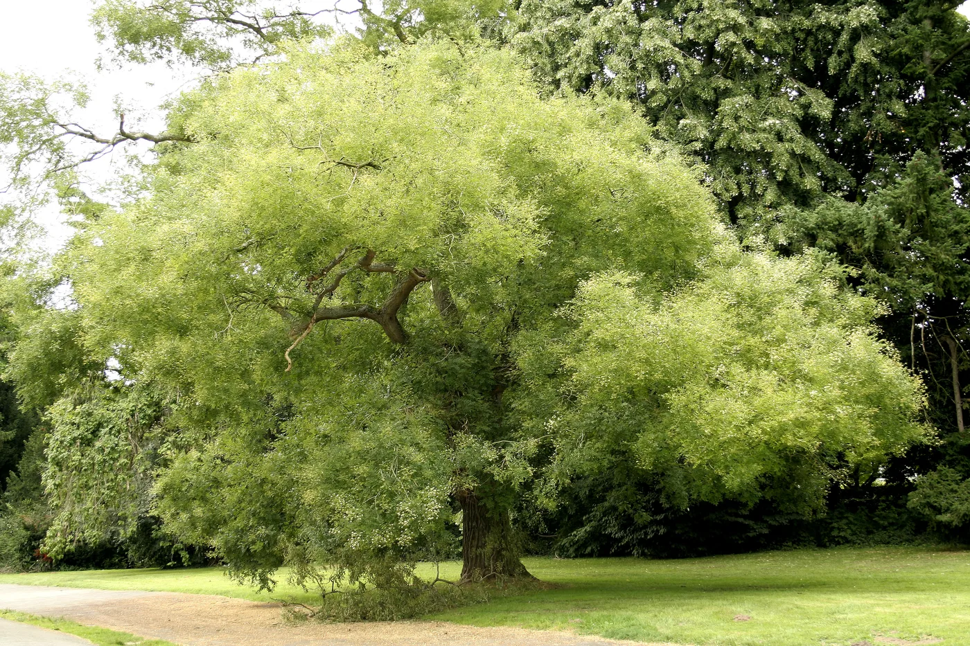 Japanischer Schnurbaum