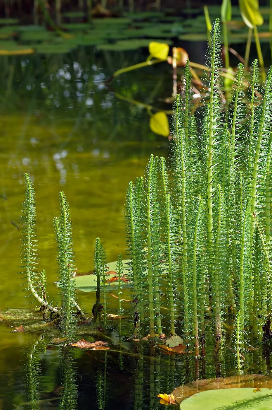 Tannenwedel