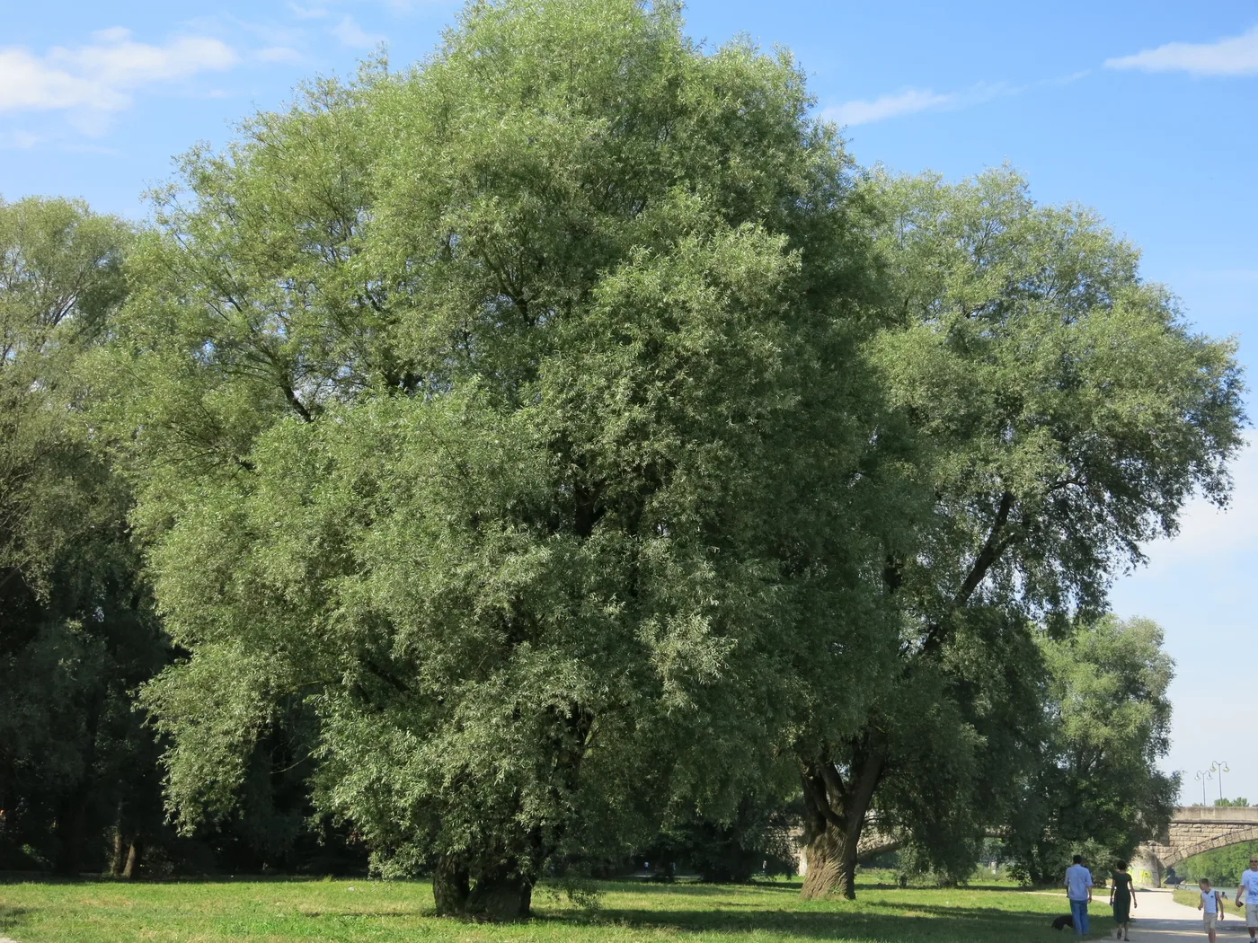 Silberweide