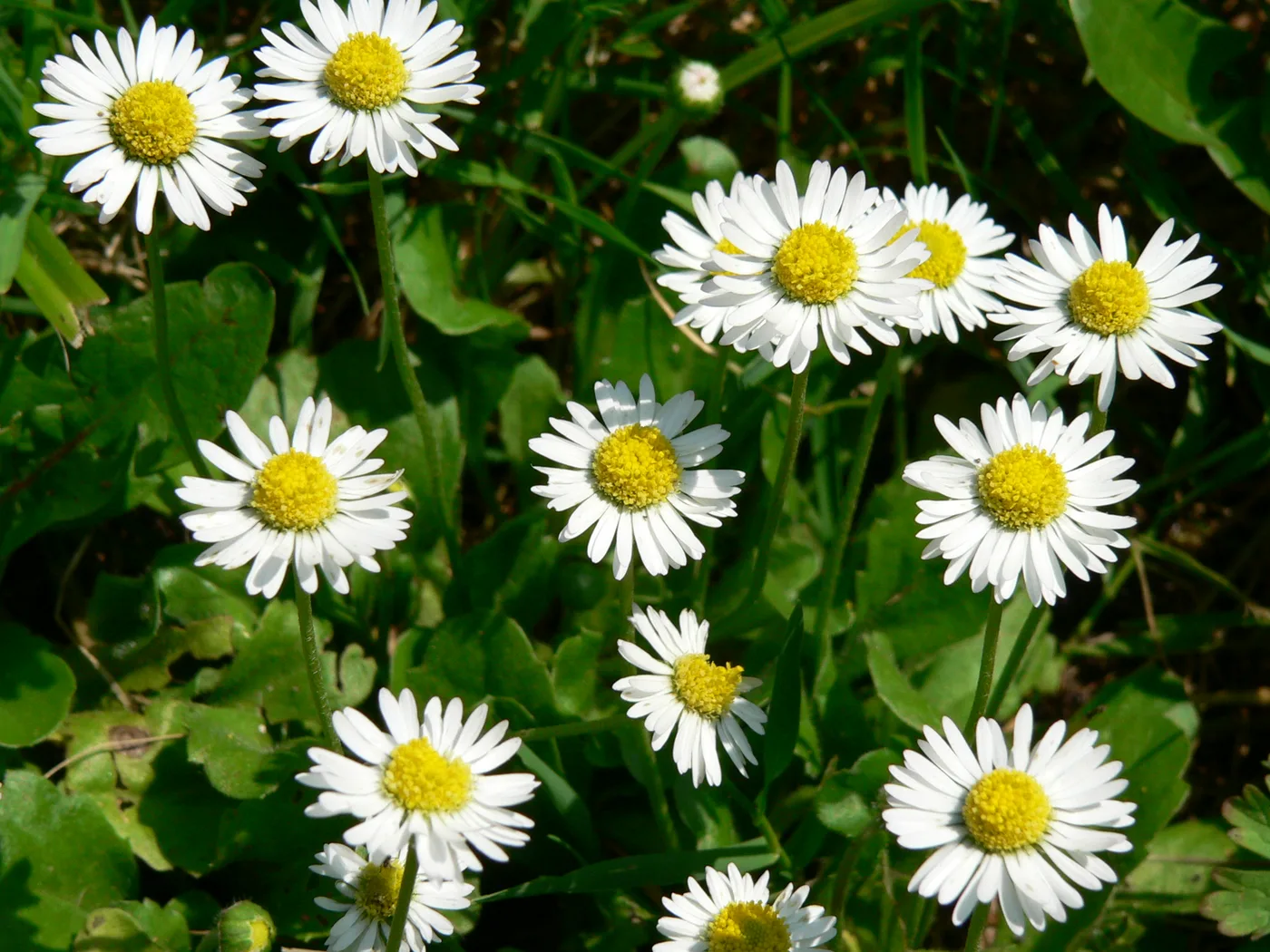 Gänseblümchen